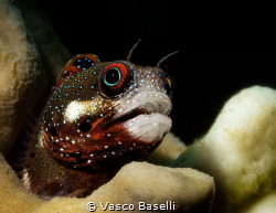 Only found on the bow of the ES Antilla wreck this tiny b... by Vasco Baselli 
